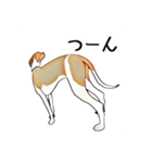 Claiv the whippet（個別スタンプ：19）