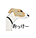 Claiv the whippet（個別スタンプ：22）
