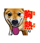 リアル柴犬☆柴犬祭り（個別スタンプ：5）