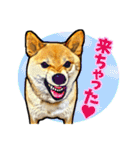 リアル柴犬☆柴犬祭り（個別スタンプ：6）