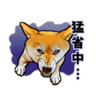 リアル柴犬☆柴犬祭り（個別スタンプ：16）