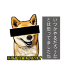 リアル柴犬☆柴犬祭り（個別スタンプ：21）