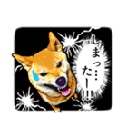 リアル柴犬☆柴犬祭り（個別スタンプ：27）