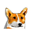 corgi KOBE's dog face（個別スタンプ：1）