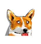 corgi KOBE's dog face（個別スタンプ：10）