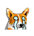 corgi KOBE's dog face（個別スタンプ：14）