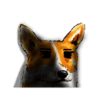 corgi KOBE's dog face（個別スタンプ：22）