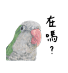 Daily of birds（個別スタンプ：4）