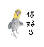 Daily of birds（個別スタンプ：5）