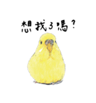 Daily of birds（個別スタンプ：12）