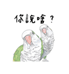 Daily of birds（個別スタンプ：13）