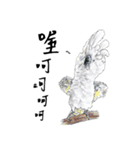 Daily of birds（個別スタンプ：17）