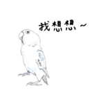 Daily of birds（個別スタンプ：21）
