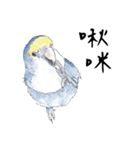 Daily of birds（個別スタンプ：23）