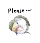 Daily of birds（個別スタンプ：24）