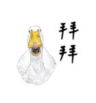 Daily of birds（個別スタンプ：29）