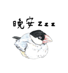 Daily of birds（個別スタンプ：31）