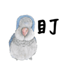 Daily of birds（個別スタンプ：34）