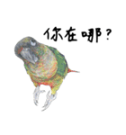 Daily of birds（個別スタンプ：35）