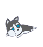 Husky thirty-three - dogs daily（個別スタンプ：16）