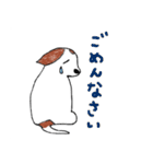 Maru JRT（個別スタンプ：19）