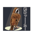 日本の野鳥～夏山の野鳥～（個別スタンプ：2）