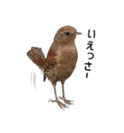 日本の野鳥～夏山の野鳥～（個別スタンプ：4）