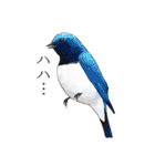日本の野鳥～夏山の野鳥～（個別スタンプ：6）
