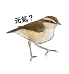 日本の野鳥～夏山の野鳥～（個別スタンプ：9）