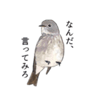 日本の野鳥～夏山の野鳥～（個別スタンプ：26）