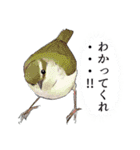 日本の野鳥～夏山の野鳥～（個別スタンプ：27）