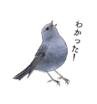 日本の野鳥～夏山の野鳥～（個別スタンプ：28）