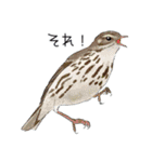 日本の野鳥～夏山の野鳥～（個別スタンプ：35）