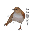 日本の野鳥～夏山の野鳥～（個別スタンプ：38）