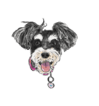 Smiley Schnauzers（個別スタンプ：1）