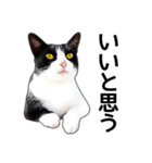 いろんな黒白猫♪（個別スタンプ：3）