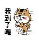 Shiba Inu Onigiri（個別スタンプ：37）