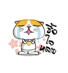 Tong Yong coolcat（個別スタンプ：14）