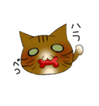 猫 猫 猫（個別スタンプ：5）