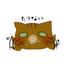 猫 猫 猫（個別スタンプ：6）