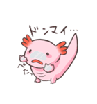 ウーパールーパー 白あんくん（個別スタンプ：21）