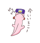 ウーパールーパー 白あんくん（個別スタンプ：24）