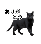 いろんな黒猫♪（個別スタンプ：4）