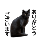 いろんな黒猫♪（個別スタンプ：5）