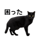 いろんな黒猫♪（個別スタンプ：22）