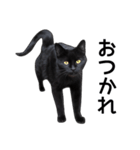 いろんな黒猫♪（個別スタンプ：37）