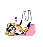 calico cat with american Shorthair（個別スタンプ：2）