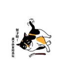 calico cat with american Shorthair（個別スタンプ：20）