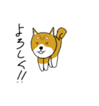 マメシバ（個別スタンプ：2）