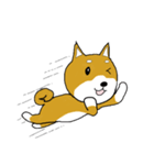 マメシバ（個別スタンプ：8）